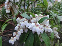 CIMG4746庭白い花